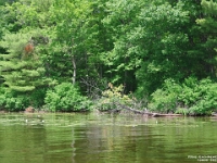 72900LeUsm - Kayaking on Muskoka Bay, Gravenhurst   Each New Day A Miracle  [  Understanding the Bible   |   Poetry   |   Story  ]- by Pete Rhebergen
